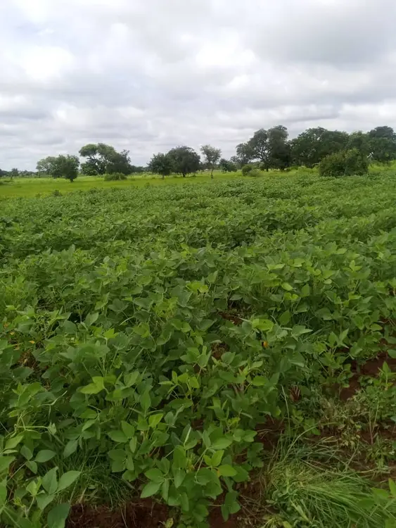 Champs de l'association