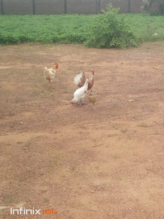 L'élévage de L'APBM